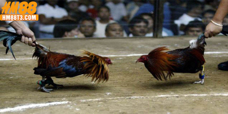 Bí quyết tăng tỷ lệ chiến thắng khi chơi đá gà HM88