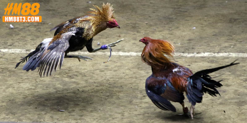 Đá gà trực tiếp C2 là giải chọi kê lớn