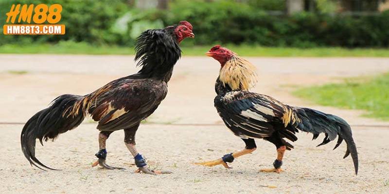 Giới thiệu sơ lược về sân chơi đá gà HM88