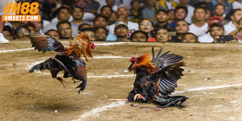 Lý do nên lựa chọn trải nghiệm đá gà HM88
