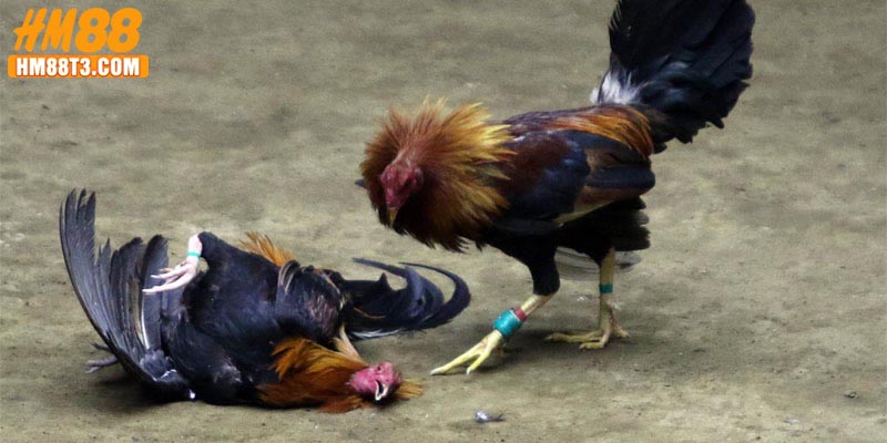 Nhiều thế mạnh của loại hình đá gà C2