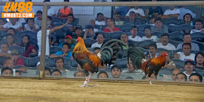 Phân loại các hình thức thi đấu trong đá gà C1