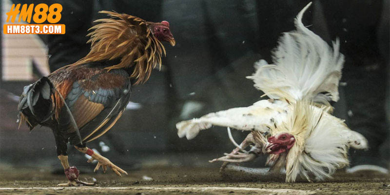 Sư kê nên lưu ý vài điều khi tham gia