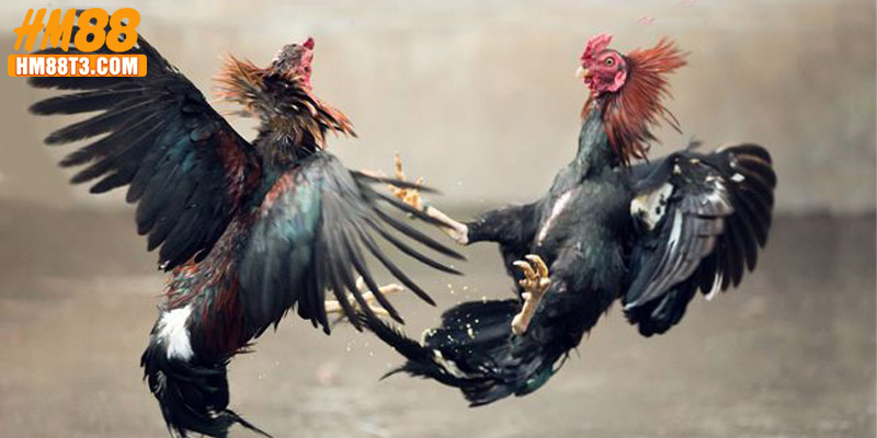 Tìm hiểu về đá gà trực tiếp C1