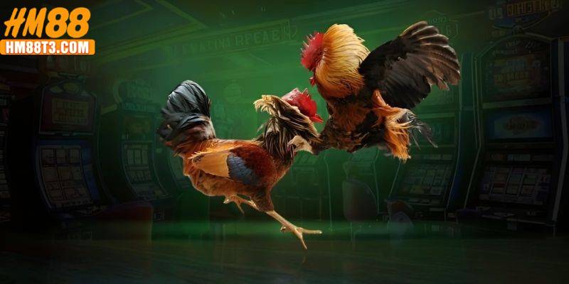 Lợi ích của việc hiểu đúng về Đá Gà Cựa Sắt