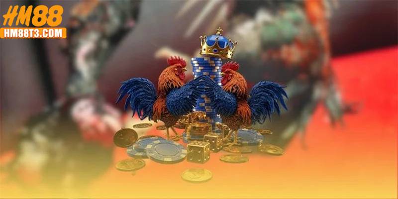 Từ sới gà truyền thống đến nền tảng công nghệ