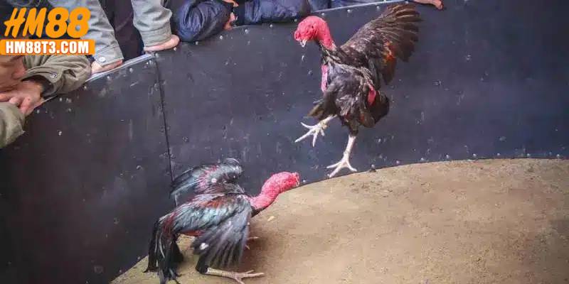 Tương lai của kèo cược đá gà trong kỷ nguyên dữ liệu